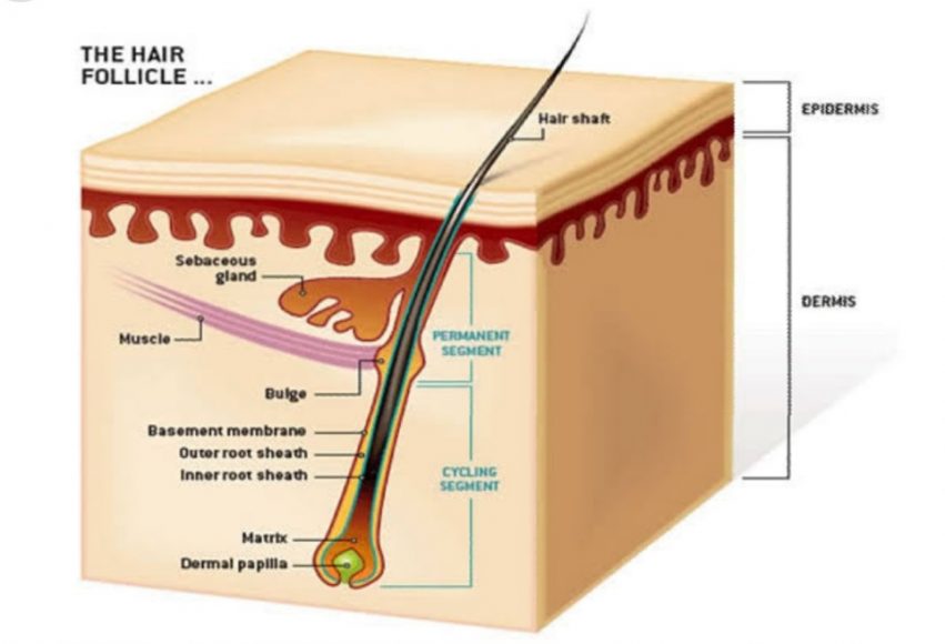 Galvanic Electrolysis Machine for Hair Removal Need to Know My Beard Gang